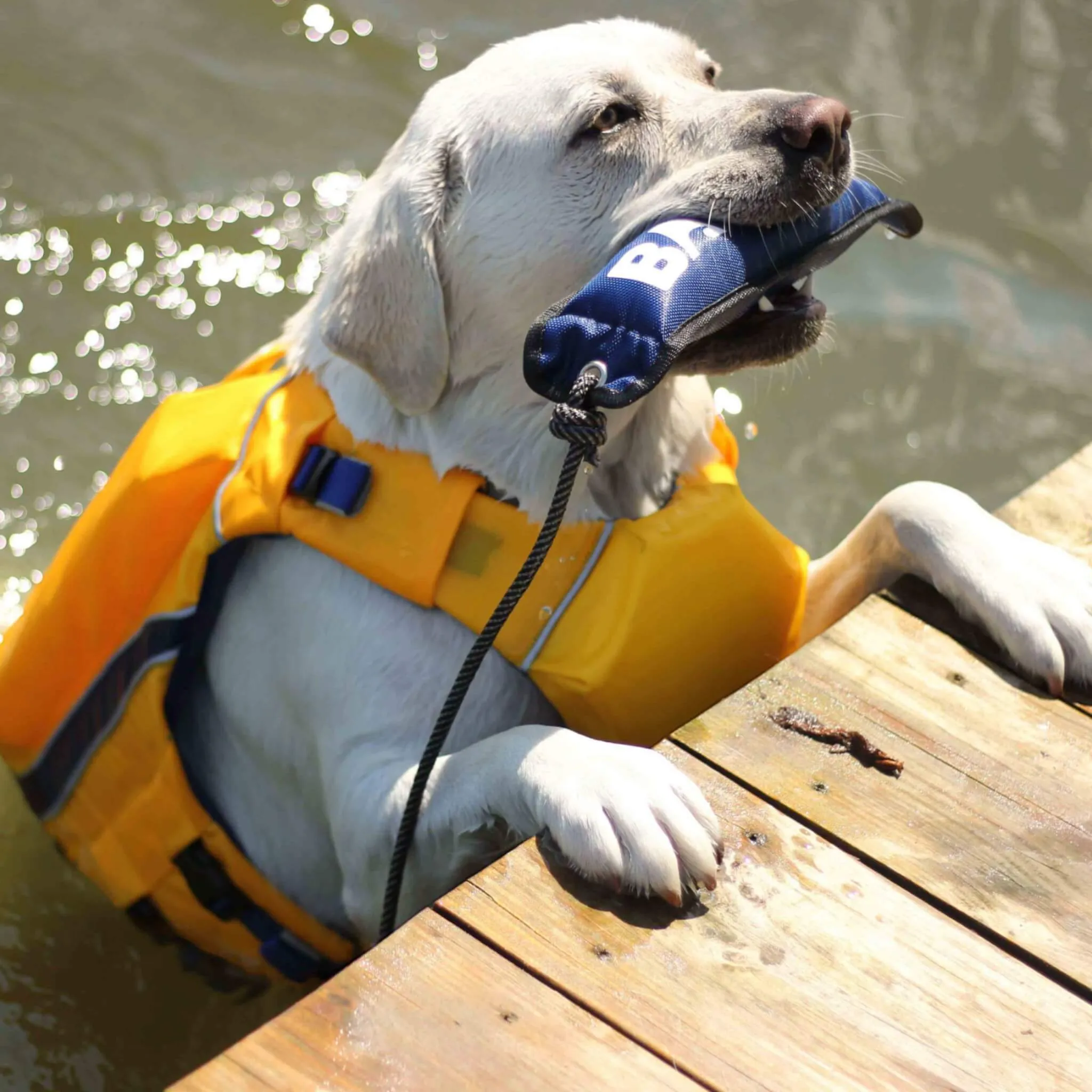Monterey Bay Offshore Dog Life Jacket